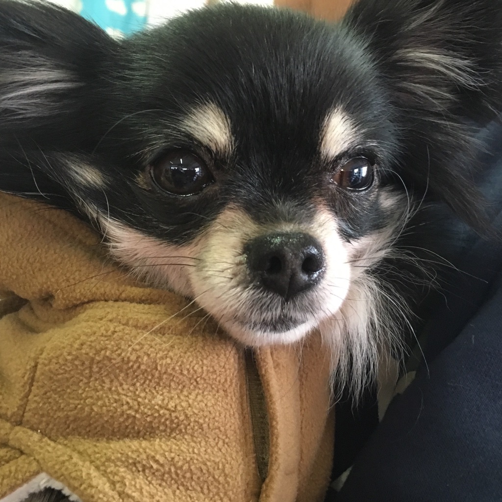 【今日の里帰りワンコ🐶チワワのココちゃん💕、ヘナちゃん💕】＆支援物資もありがとうございます💑
